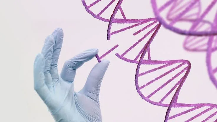 Cadenas de ADN que representan los polinucleótidos utilizados en PDRN